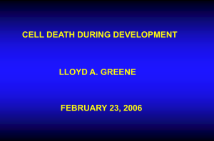 CELL DEATH DURING DEVELOPMENT LLOYD A. GREENE FEBRUARY 23, 2006