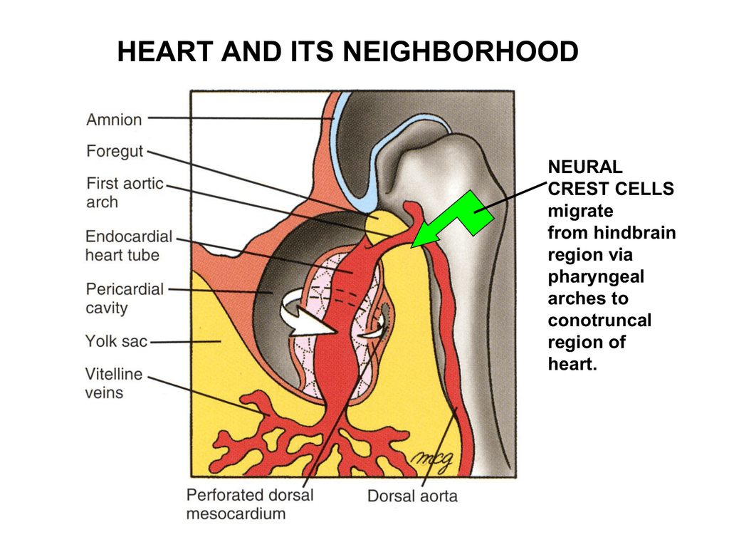 Heart And Its Neighborhood Neural Crest Cells Migrate