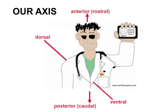 OUR AXIS anterior (rostral) dorsal ventral