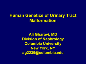 Human Genetics of Urinary Tract Malformation Ali Gharavi, MD Division of Nephrology