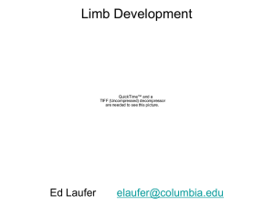 Limb Development Ed Laufer  QuickTime™ and a