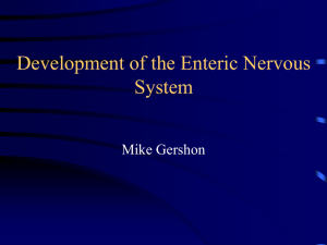 Development of the Enteric Nervous System Mike Gershon