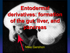 Entodermal derivatives: formation of the gut, liver, and pancreas