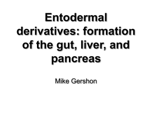 Entodermal derivatives: formation of the gut, liver, and pancreas