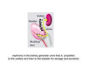 nephrons in the kidney generate urine that is  propelled