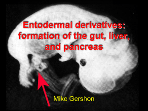 Entodermal derivatives: formation of the gut, liver, and pancreas Mike Gershon