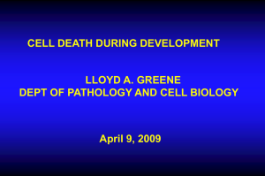 CELL DEATH DURING DEVELOPMENT LLOYD A. GREENE April 9, 2009
