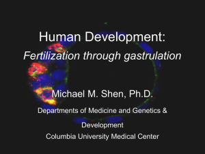 Human Development: Fertilization through gastrulation Michael M. Shen, Ph.D.