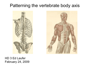 Patterning the vertebrate body axis HD 3 Ed Laufer February 24, 2009
