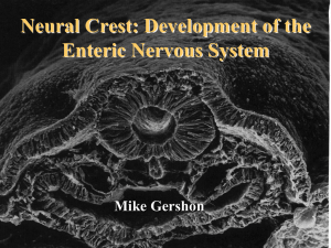 Neural Crest: Development of the Enteric Nervous System Mike Gershon