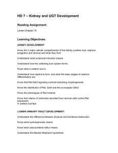 – Kidney and UGT Development HD 7 Reading Assignment: Learning Objectives: