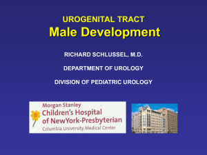 Male Development UROGENITAL TRACT RICHARD SCHLUSSEL, M.D. DEPARTMENT OF UROLOGY