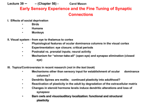– Early Sensory Experience and the Fine Tuning of Synaptic Connections