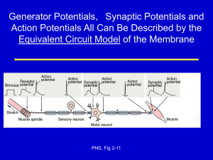 Generator Potentials,   Synaptic Potentials and