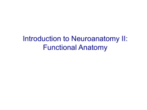 Introduction to Neuroanatomy II: Functional Anatomy