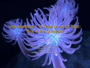 Sea Anemone….To Treat or not to Treat: That is the Question?
