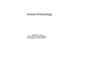 Human Embryology QuickTime™ and a Motion JPEG A decompressor