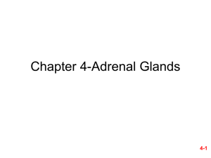 Chapter 4-Adrenal Glands 4-1