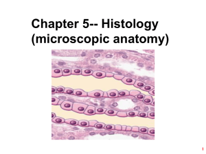 Chapter 5-- Histology (microscopic anatomy) 1
