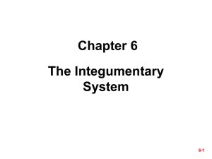 Chapter 6 The Integumentary System 6-1