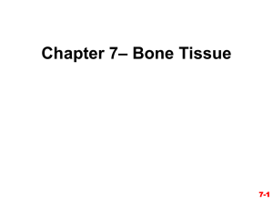 – Bone Tissue Chapter 7 7-1