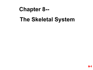 Chapter 8-- The Skeletal System 8-1