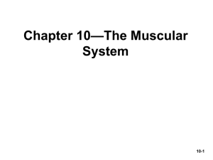 —The Muscular Chapter 10 System 10-1