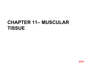 – MUSCULAR CHAPTER 11 TISSUE 11-1