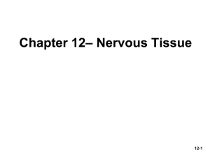 – Nervous Tissue Chapter 12 12-1