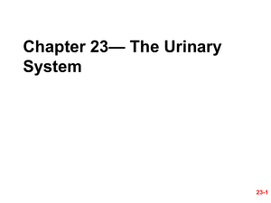 — The Urinary Chapter 23 System 23-1