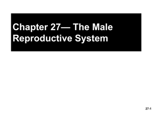 — The Male Chapter 27 Reproductive System 27-1