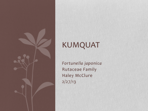 KUMQUAT Fortunella japonica Rutaceae Family Haley McClure