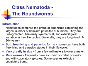 Class Nematoda - The Roundworms