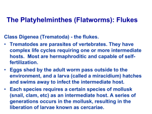 The Platyhelminthes (Flatworms): Flukes