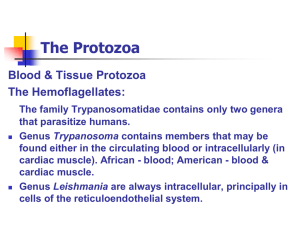 The Protozoa Blood &amp; Tissue Protozoa The Hemoflagellates: