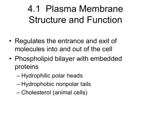 4.1  Plasma Membrane Structure and Function