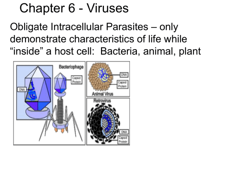 chapter-6-viruses