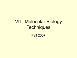 VII.  Molecular Biology Techniques Fall 2007
