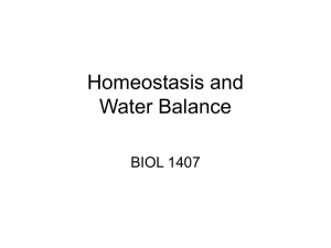Homeostasis and Water Balance BIOL 1407