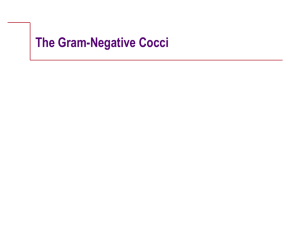 The Gram-Negative Cocci