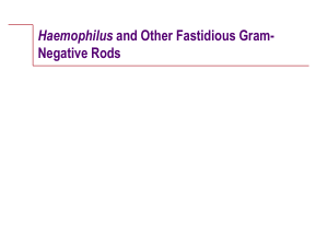 Haemophilus Negative Rods