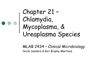 Chapter 21 – Chlamydia, Mycoplasma, &amp; Ureaplasma Species