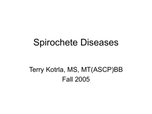 Spirochete Diseases Terry Kotrla, MS, MT(ASCP)BB Fall 2005