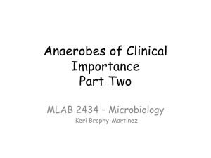 Anaerobes of Clinical Importance Part Two MLAB 2434 – Microbiology