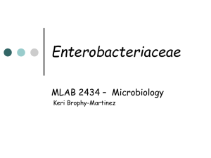 Enterobacteriaceae MLAB 2434 – Microbiology Keri Brophy-Martinez