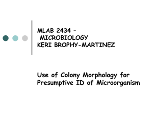 Use of Colony Morphology for Presumptive ID of Microorganism MLAB 2434 – MICROBIOLOGY