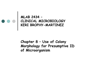 Chapter 8 – Use of Colony Morphology for Presumptive ID of Microorganism