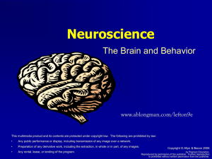 Neuroscience The Brain and Behavior www.ablongman.com/lefton9e