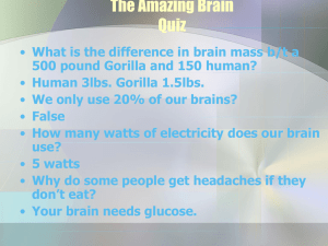 The Amazing Brain Quiz