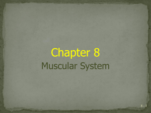 Chapter 8 Muscular System 8 - 1